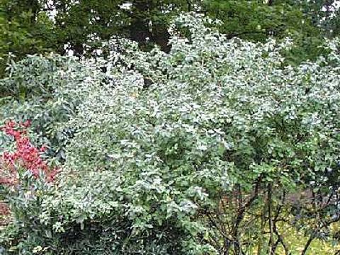 Wolliger Schneeball - Schneebalstrauch