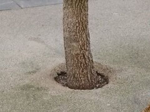 Baumscheibe mit drainageartigem Baumscheibensystem