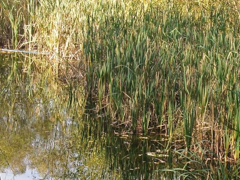 Geschützte Landschaftsbestandteile (GBL) Teich an der Hansastraße, 2013