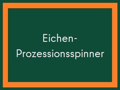 Eichenprozessionspinner2