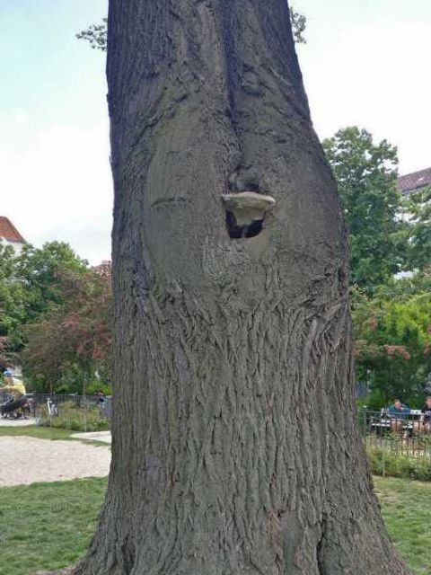 Stamm der Linde mit Fruchtkörper des Lackporlings