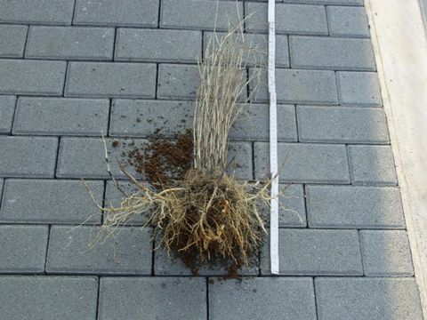 Bild 09 - Schilfsetzling mit Wurzelballen