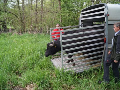Umweltamtsleiter Tillmann Albinus und Landwirt Helmut Querhammer entladen die ersten Wasserbüffel. (Bild: BA Reinickendorf)