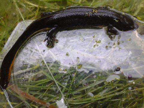 Foto von einem Kammmolch am Waldpfuhl am 01.07.16