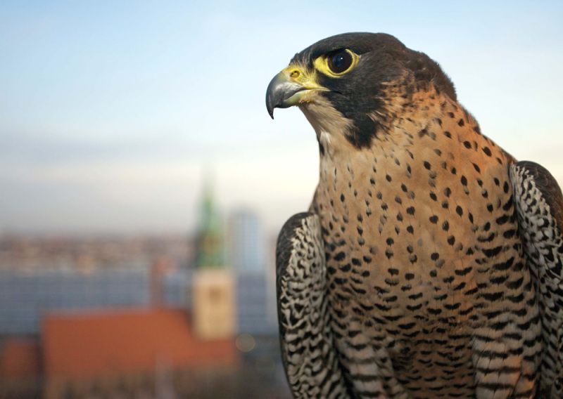 Wanderfalke am Roten Rathaus (Bild: Florian Möllers)