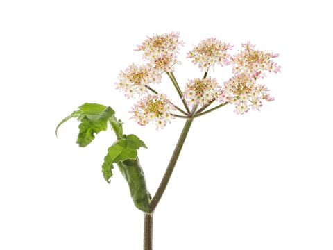 Abbildung von Blüte und Laub vom Riesenbärenklau