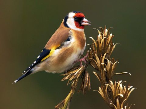 Der Stieglitz fällt durch seine rote Gesichtsmaske auf. Er ernährt sich überwiegend von Samen. (Bild: Josef Vorholt)