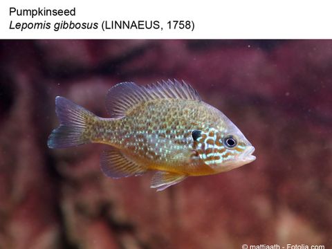 37 Pumpkinseed - Lepomis gibbosus (Linnaeus, 1758) (Image: mattiaath - Fotolia.com)