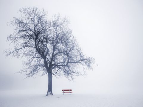 Winterlicher Baum im Nebel