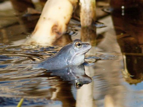 Foto von einem Moorfrosch