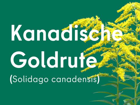 Kanadische Goldrute