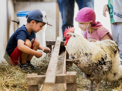 ein Hahn, im Hintergrund hocken zwei Kinder