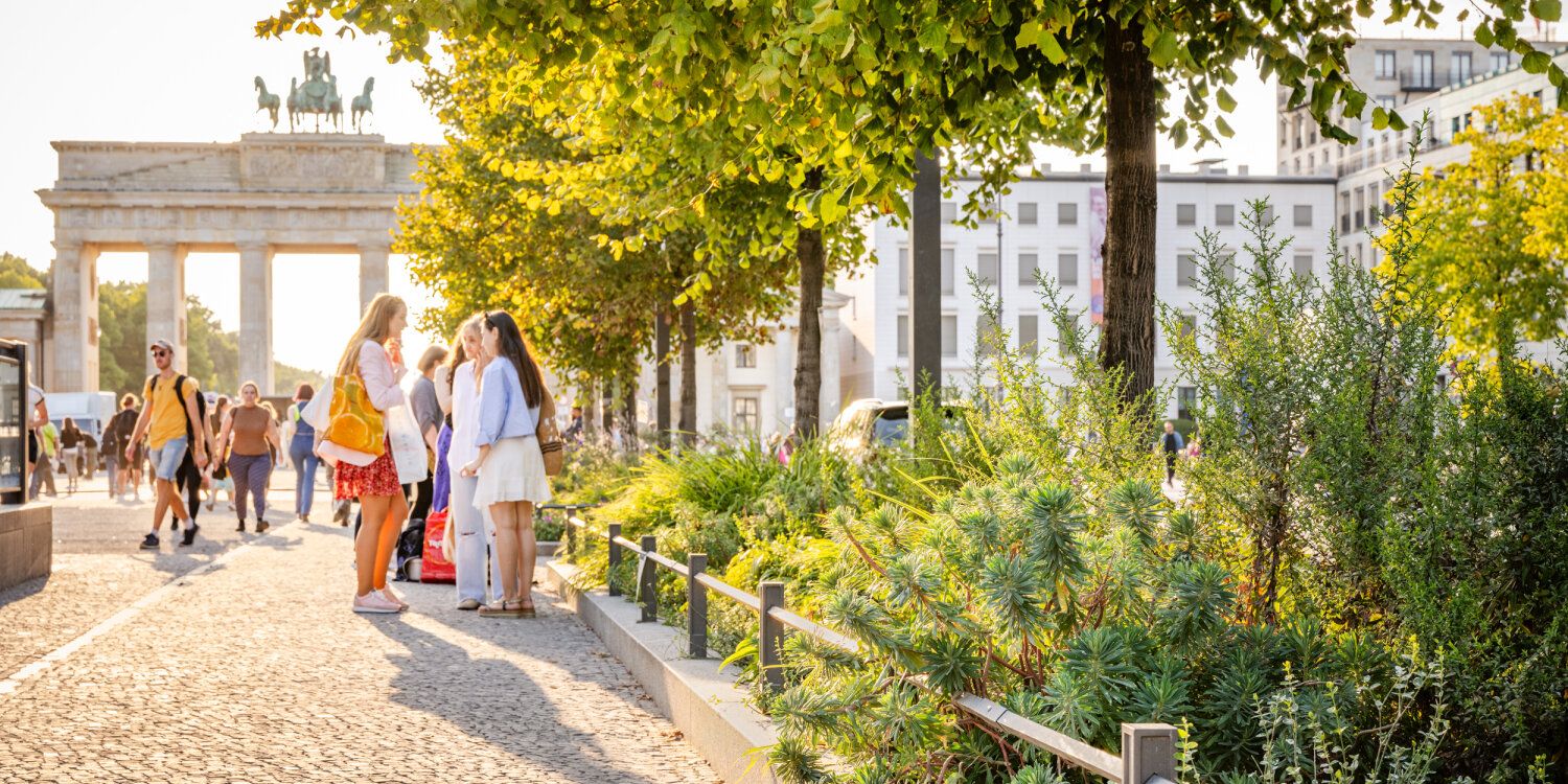 Staudenflächen Unter den Linden (September 2023)