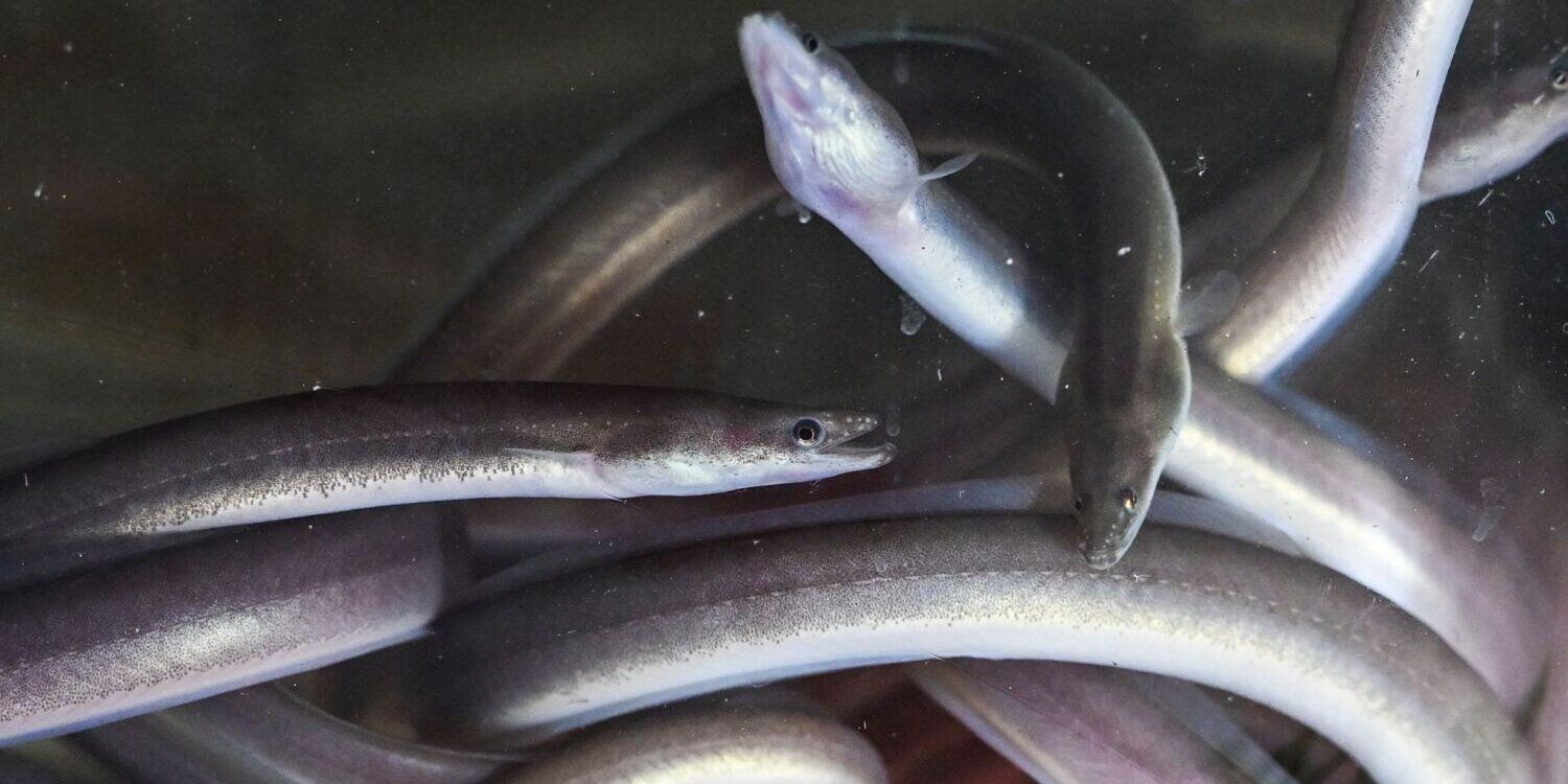 Fischerei-Amt Berlin setzt junge Aale aus