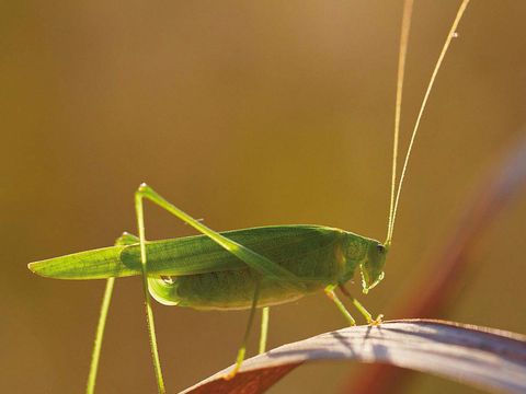Sichelschrecke (Bild: Josef Vorholt)