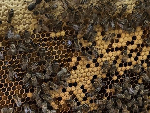 Die Waben dienen als Produktionsstätte und Speicherplatz für Honig und Pollen