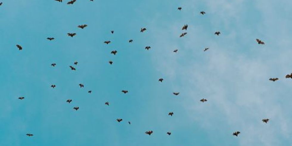 Foto von fliegenden Fledermäusen