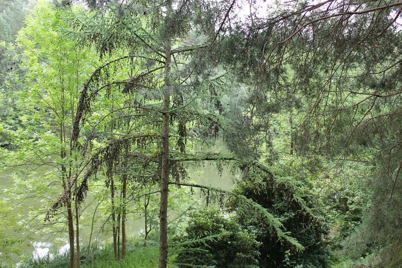 Sausuhlensee, Kiezspaziergang 12.08.2017