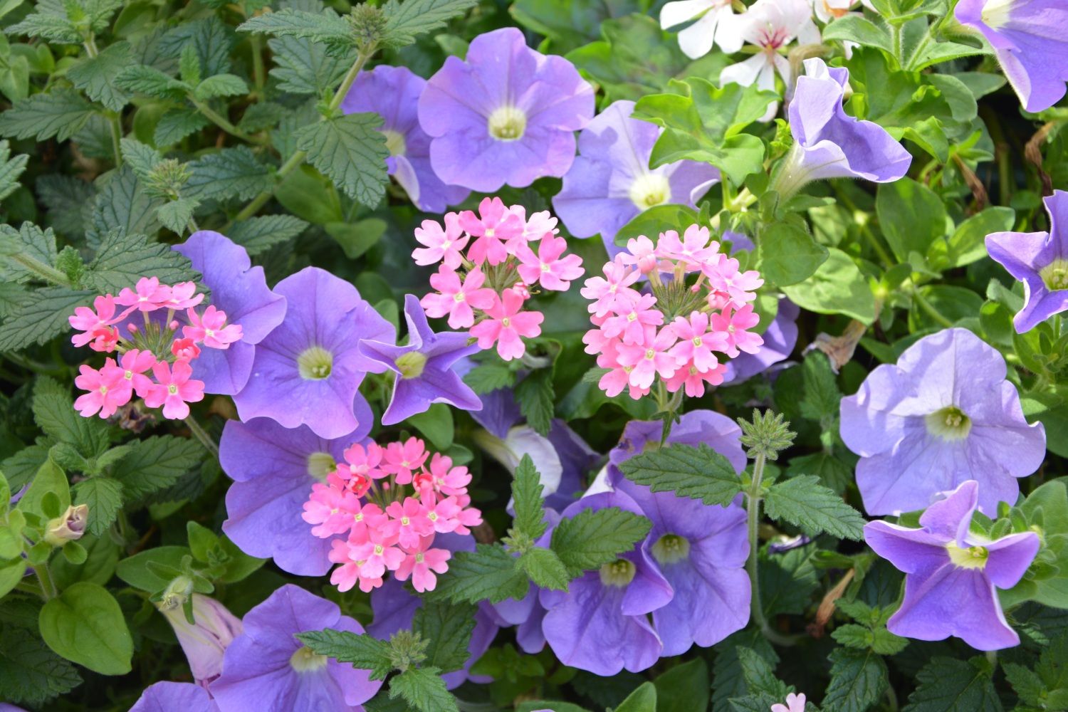 Sommerblumen