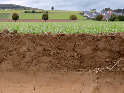 Lössboden ist Boden des Jahres 2021