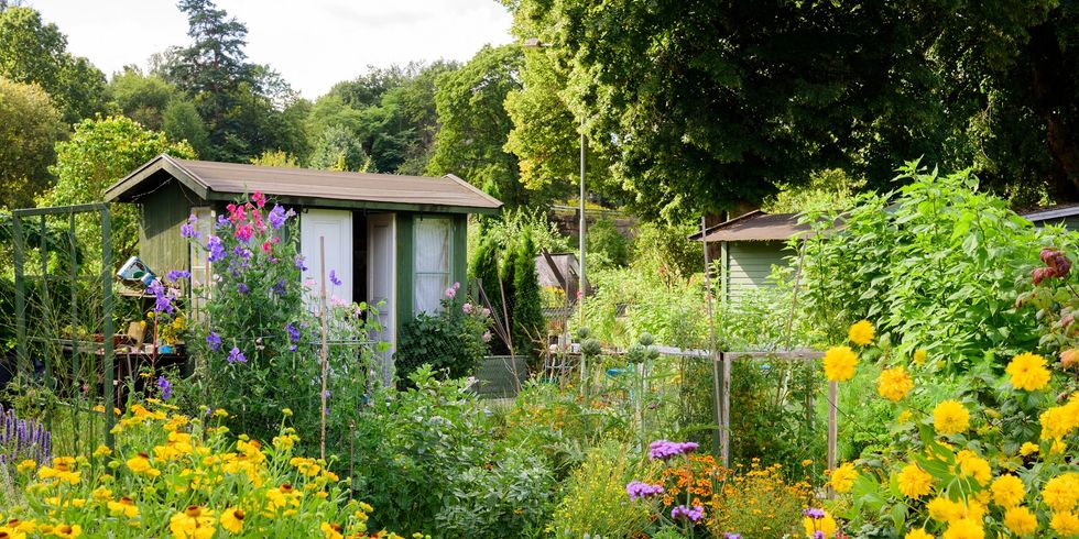 Schrebergarten