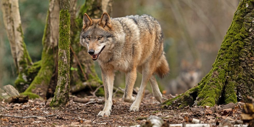 Wolf