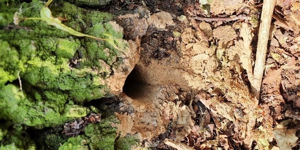 Bohrloch an der 200 jährigen Eiche Nr. 8