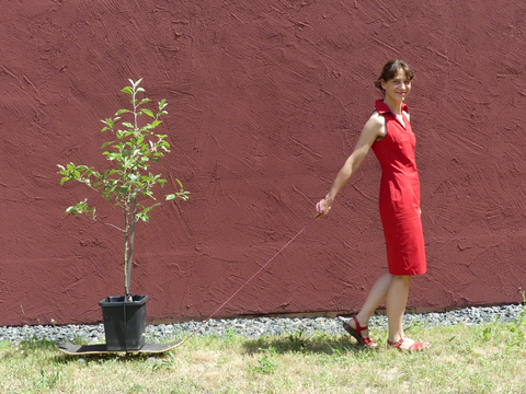 Eine Frau geht vor einer Häserwand aud einer Wiese spazieren und zieht dabei einen eingetopften jungen Baum auf einem Skateboard hinter sich her