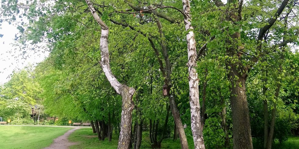 Birken im Görlitzer Park