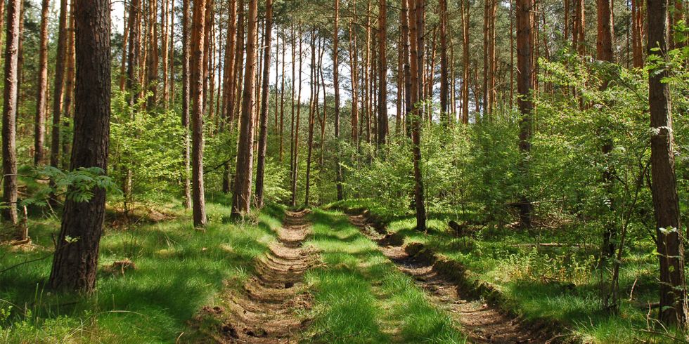 Waldweg