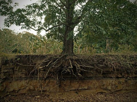 Exposed roots on a mango tree