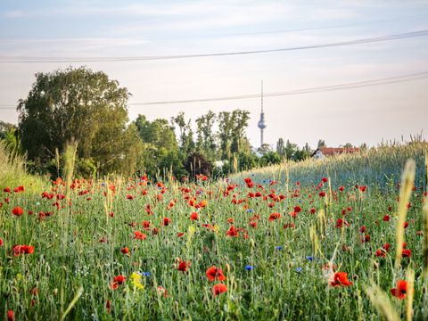 Malchower Wiesen, mit Klatschmohn und Kornblumen, im Hintergrund der Fernsehturm, den Himmel durchziehen Starkstromleitungen