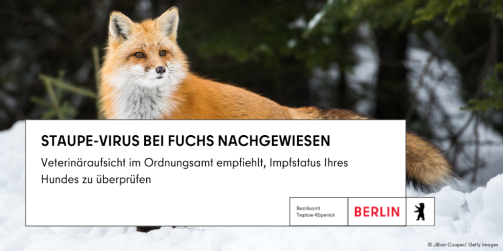 Fuchs im Schnee mit Infotext: Staupe-Virus bei Fuchs nachgewiesen