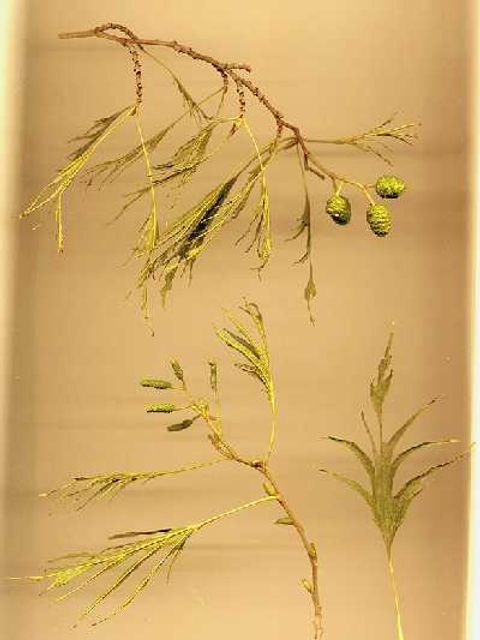 bambus schutzzaun Halbrunder Bambuszaun – 90 x 120 cm – Natur main image 1