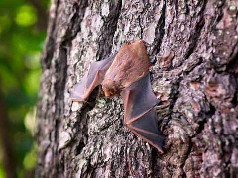 Fledermaus