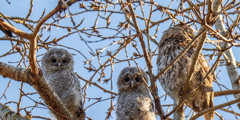 Waldkauzfamilie im Volkspark Friedrichshain