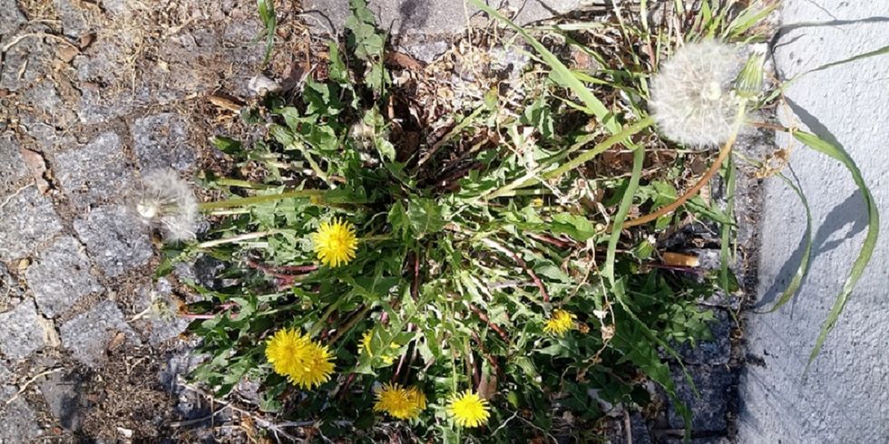 Pflanze des Monats: Löwenzahn