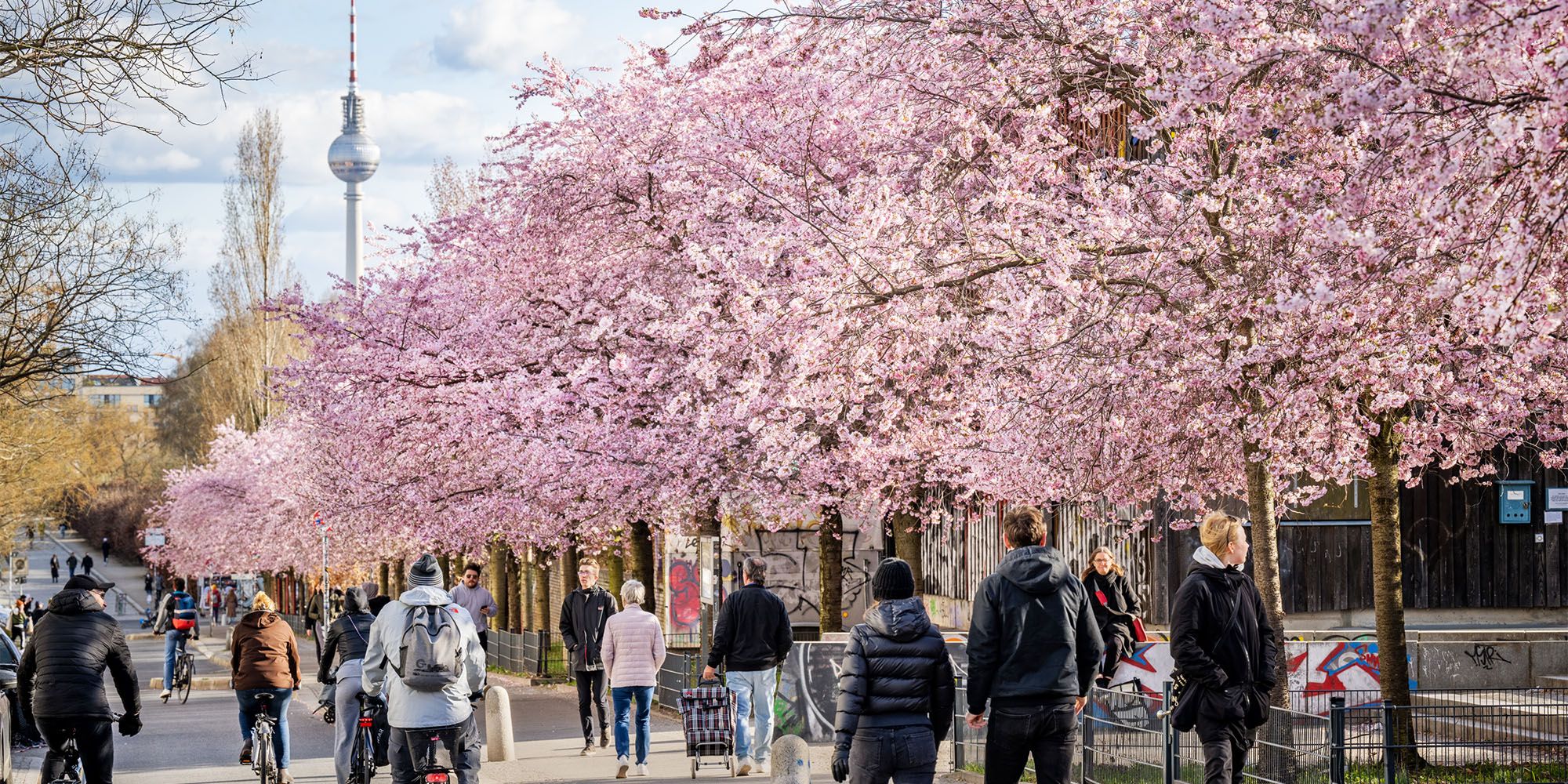 Kirschblüte in der Schwedter Straße