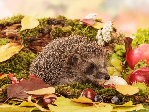 Igel auf Blätter