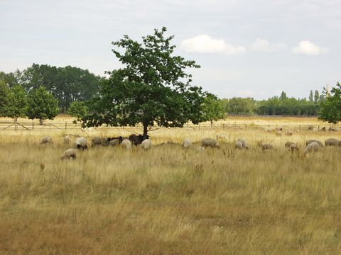 NSG ehemaliges Flugfeld Johannisthal, Beweidung durch Rauwollige Pommersche Landschafe zur Landschaftspflege