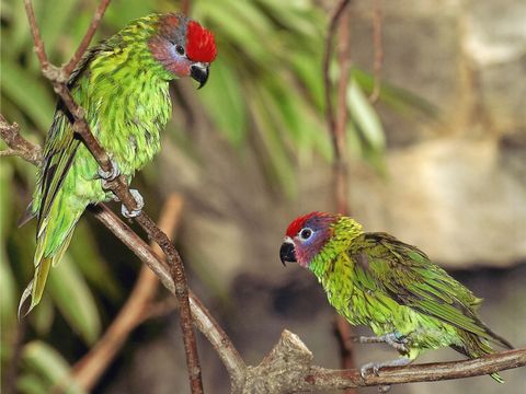Veilchenloris (Bild: Karl Bröseke)