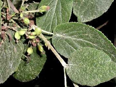 Wolliger Schneeball - Schneeballfrüchte und -blätter