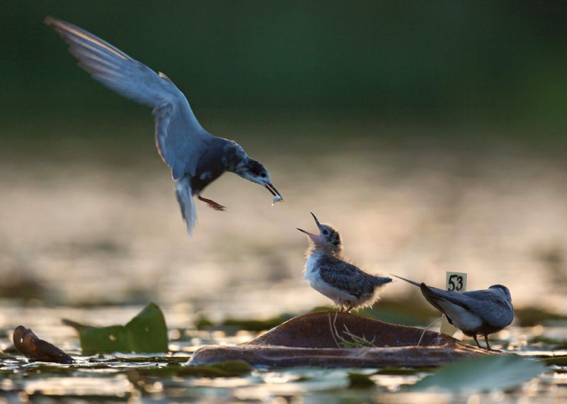 Trauerseeschwalben (Bild: Florian Möllers)
