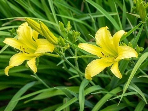 Blumenwiese 2 SUZ Spandau