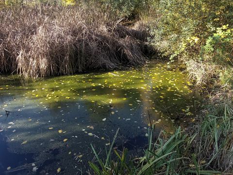 Teich am Dorfanger Bohnsdorf