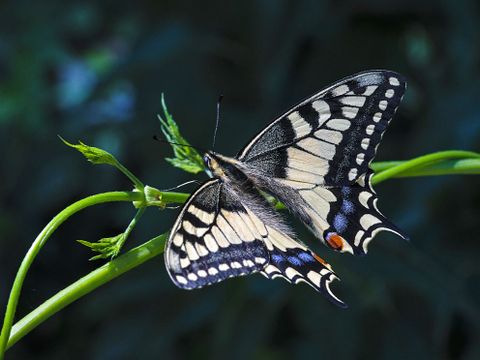 Schmetterling