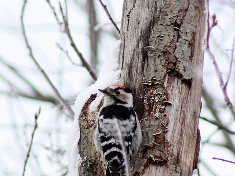 Specht auf einem Baum im Winter