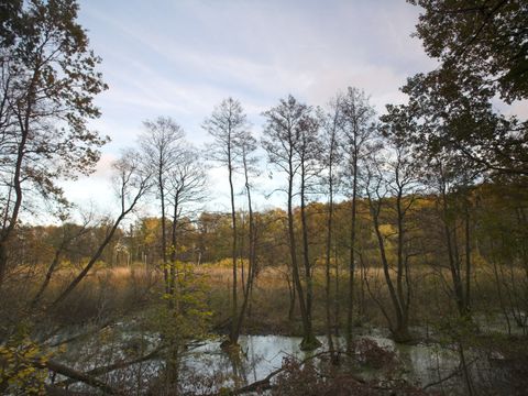 NSG und NATURA 2000-Gebiet Fließwiese Ruhleben