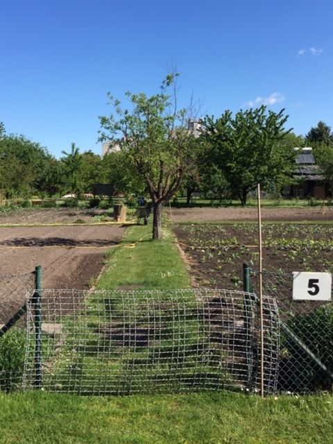 Gartenarbeitsschule „Ilse Demme“, Feld