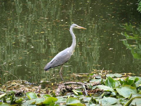 Ein Graureiher bei einer Erholungspause im Teich.